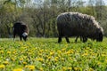 Sheep for a walk Royalty Free Stock Photo