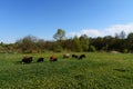 Sheep for a walk Royalty Free Stock Photo