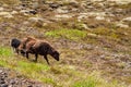 Sheep walk on volcanic fields in Iceland Royalty Free Stock Photo