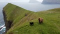 Sheep walking around on Vagar, Faroe Islands