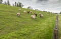 Sheep walking away Royalty Free Stock Photo