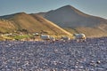 Sheep walking at the beach during sunset in Rossbeigh, Ireland. Sheep walking in the sunset. Colorful hills in the sunset with