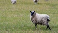Sheep standing alert in a field