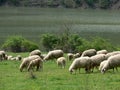 Sheep walking