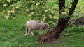 Sheep walking through meadow under tree with blossoms. Royalty Free Stock Photo