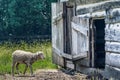 Sheep Walking into Old Fashioned Barn Royalty Free Stock Photo