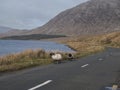 Sheep walking on a road, Connemara National park,