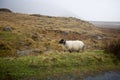 Sheep walking by the road