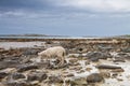 Sheep walking between the rocks during a lowtide in Northern Nor Royalty Free Stock Photo