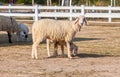 A sheep walking and searching for food.