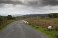 Sheep walking in single file along a road in the Brecon Beacons Wales