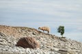 Sheep walking On the top of the mountain on rock. beautiful landscape. sheep on the rocks. Mountain sheep in Osmussaar Royalty Free Stock Photo