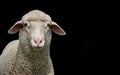 Sheep wallpaper. Young lamb isolated on black. Royalty Free Stock Photo