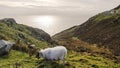 Sheep wandering on steep cliff in ireland