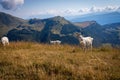 Sheep watching in Monte Baldo. Italy