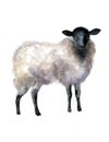 sheep watercolor on the white background. hand drawn cute illustration. Creative farm animals. Background for Muslim Commun