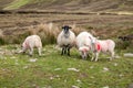 Sheep at the way up to Benbulbin in County Sligo - Donegal