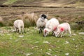 Sheep at the way up to Benbulbin in County Sligo - Donegal