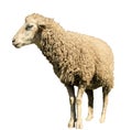 Sheep on a white background with path lines. Royalty Free Stock Photo