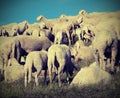 Sheep with long white fleece grazing with vintage old effect Royalty Free Stock Photo