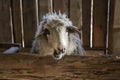 Sheep with white wool is standing by the feeding trough in the sheepfold on the farm Royalty Free Stock Photo