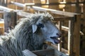 Sheep with white wool is standing by the feeding trough in the sheepfold on the farm Royalty Free Stock Photo