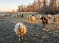 Sheep in winter fur looking in early morning sunlight Royalty Free Stock Photo