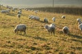 Sheep and winter sunshine low in the sky