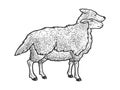 Sheep in wolf clothing sketch vector illustration Royalty Free Stock Photo