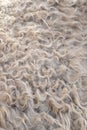 Sheep wool as abstract background Royalty Free Stock Photo