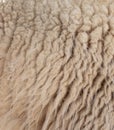 Sheep wool as abstract background Royalty Free Stock Photo