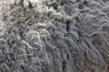 Sheep wool as abstract background Royalty Free Stock Photo