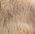Sheep wool as abstract background Royalty Free Stock Photo