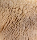 Sheep wool as abstract background Royalty Free Stock Photo