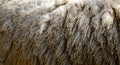 Sheep wool