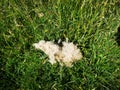 Sheep wool lost on field Royalty Free Stock Photo