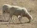 sheep wool milk animal grazing lying farm cheese Royalty Free Stock Photo