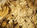Sheep wool texture on background. Royalty Free Stock Photo