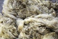 Sheep wool