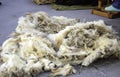 Sheep wool