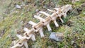 A sheep's backbone skeleton lying on the grass Royalty Free Stock Photo