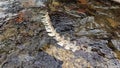 A sheep's spinal column submerged in water