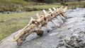 A sheep's spine skeleton lying on a rock