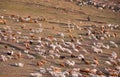 The sheep of Xinjiang Hemu