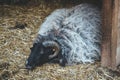 sheep yard rest time natural farming lonely tired