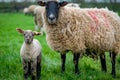 Sheep with young lamb in a field