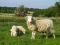 Sheep with young lambs grazing in a field by a lake Royalty Free Stock Photo