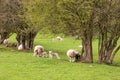 Sheep and young lambs in a springtime meadow in the English countryside. Royalty Free Stock Photo