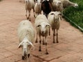 Sheepcattle-Sheep down the park road