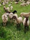 Sheepcattle-Sheep down the park road